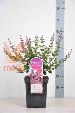 http://twentheplant.nl/tsd/74813_SYBPPERF_8P23030050P_1.jpg