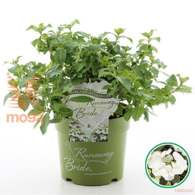 http://twentheplant.nl/tsd/71050_HYMRBRID_8P26040050_1.jpg