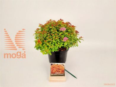 http://twentheplant.nl/tsd/76887_SPJZPCAR_8P19025030_1.jpg