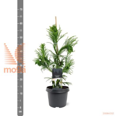 http://twentheplant.nl/tsd/55938_CRJCRIST_8p19040050_1.jpg