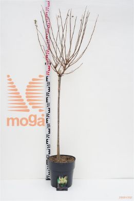 http://twentheplant.nl/tsd/62347_HYPLIMEL_S080C10_1.jpg