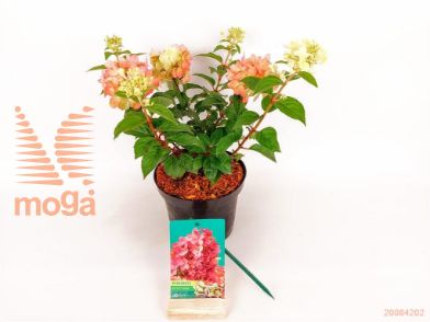 http://twentheplant.nl/tsd/76887_HYPPETIT_8p19020030_2.jpg