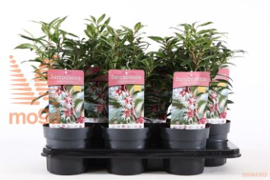 http://twentheplant.nl/tsd/86025_SAWGEM_8P15025030_1.jpg