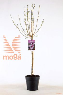 http://twentheplant.nl/tsd/86025_SYMPALIB_S060P21_1.jpg