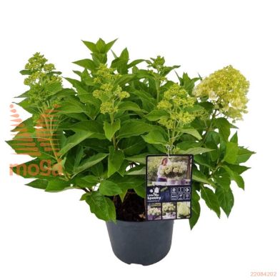 http://twentheplant.nl/tsd/82539_HYPLSPOO_8P23030040_2.jpg