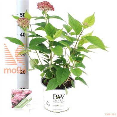 http://twentheplant.nl/tsd/82539_HYRANNAB_8p19020025_2.jpg