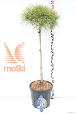 http://twentheplant.nl/tsd/54062_PISAUREA_s080c18_1.jpg