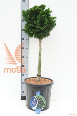 http://twentheplant.nl/tsd/54062_CHONGRAC_S040C18_1.jpg