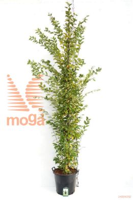 http://twentheplant.nl/tsd/78110_CABFASTI_S91214C50B_1.jpg