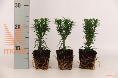 http://twentheplant.nl/tsd/76887_CEHFASTI_GP09KWEEKTR_1.jpg