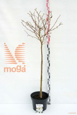 http://twentheplant.nl/tsd/55836_MASTELLA_s090c10_1.jpg