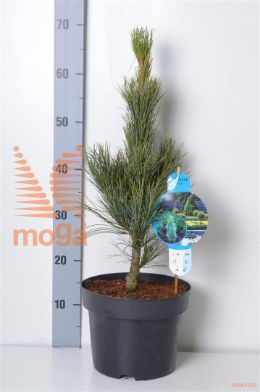 http://twentheplant.nl/tsd/54062_PICGLAUC_8P23025030_2.jpg