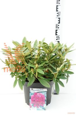 http://twentheplant.nl/tsd/55836_RHPOLARN_9c10040050_1.jpg