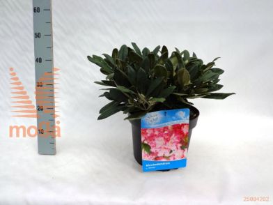 http://twentheplant.nl/tsd/55836_RHSNEEZY_9C10040050_1.jpg