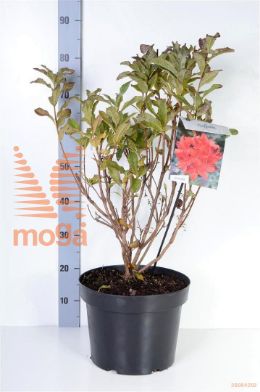 http://twentheplant.nl/tsd/55836_RHSATAN_9C10040050_2.jpg