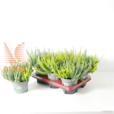 http://twentheplant.nl/tsd/88050_CAVBLSTR_8P13015020_2.jpg