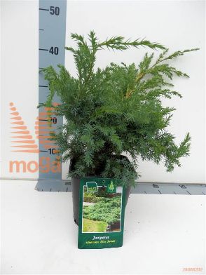 http://twentheplant.nl/tsd/98006_JUSBSWED_8P17020025_1.jpg