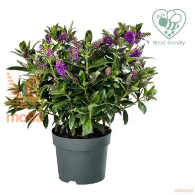 http://twentheplant.nl/tsd/82093_HEDEMMA_8P17_2.jpg