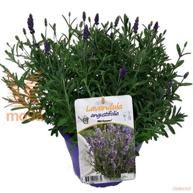http://twentheplant.nl/tsd/51113_LAVASBLU_8P19_2.jpg