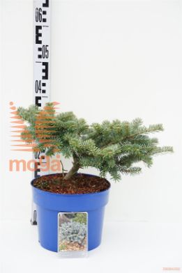 http://twentheplant.nl/tsd/51613_ABKBEMPE_8P23040050_1.jpg