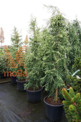 http://twentheplant.nl/tsd/55037_SESSGHOS_9C55175200E_2.jpg