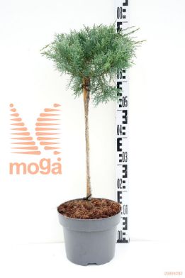 http://twentheplant.nl/tsd/70712_JUVHETZ_S040P23_1.jpg