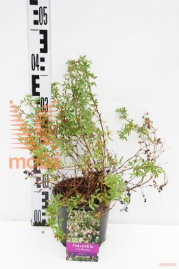 http://twentheplant.nl/tsd/89250_POFPQUEE_8P15025_1.jpg
