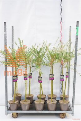 http://twentheplant.nl/tsd/89250_SAIHNISH_s060p21_1.jpg