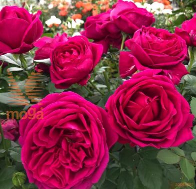 http://twentheplant.nl/tsd/74813_ROFELISE_8P23030050P_1.jpg