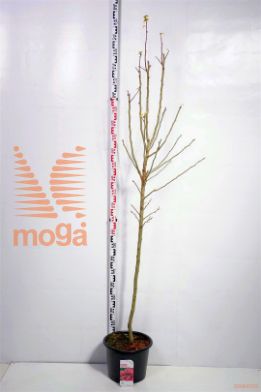 http://twentheplant.nl/tsd/68004_CRMPSCAR_S120C20_1.jpg