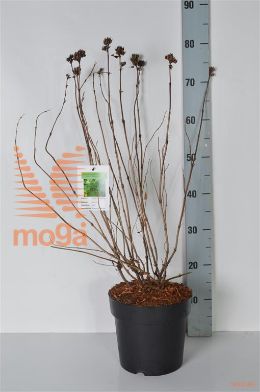http://twentheplant.nl/tsd/68004_DISBUTTE_8P21040060_2.jpg