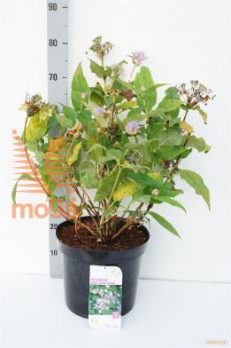 http://twentheplant.nl/tsd/68004_HYINVOLU_9c12060080_1.jpg