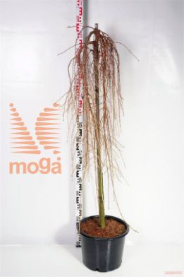 http://twentheplant.nl/tsd/68004_LAKSWEEP_S120C20_1.jpg