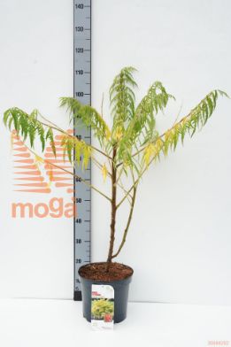 http://twentheplant.nl/tsd/68004_RHTTEYES_8p26060080_1.jpg
