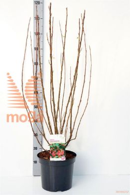 http://twentheplant.nl/tsd/68004_RISKEDWA_8P26080100_1.jpg