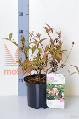 http://twentheplant.nl/tsd/68004_WEASPEAC_8P19025030_2.jpg
