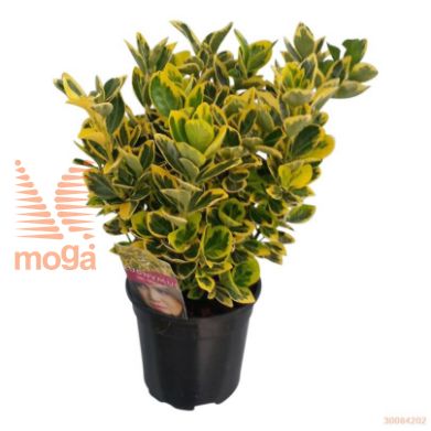 http://twentheplant.nl/tsd/71143_EUJMARIE_8P17020025_2.jpg