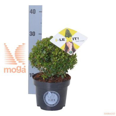 http://twentheplant.nl/tsd/91225_ILCDGREE_VBL20P19_2.jpg