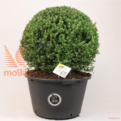 http://twentheplant.nl/tsd/91225_ILCDGREE_VBL7080C65_1.jpg