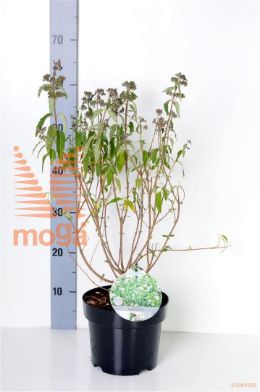 http://twentheplant.nl/tsd/80612_CACSTEPH_8P19030040_2.jpg