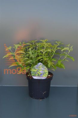 http://twentheplant.nl/tsd/80612_CAHOGOLD_8P19030040_1.jpg