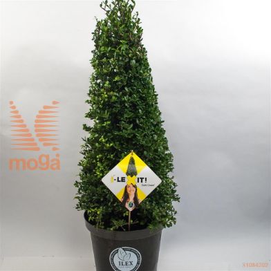 http://twentheplant.nl/tsd/91225_ILCDGREE_VP70C10_1.jpg