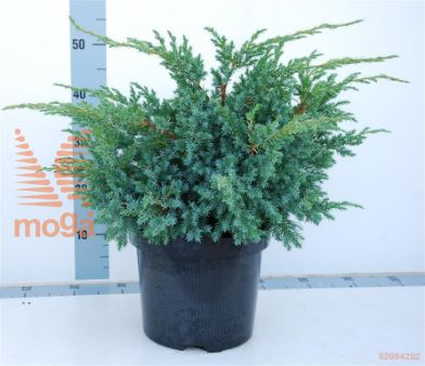 http://twentheplant.nl/tsd/54062_JUSBSWED_8P26040050_1.jpg