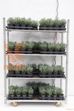 http://twentheplant.nl/tsd/76725_LAISENSA_8p13015020_1.jpg