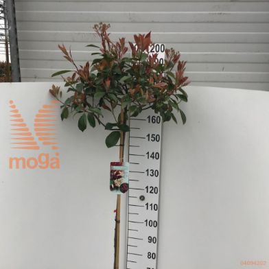 http://twentheplant.nl/tsd/90990_PHFRROBI_s150c10_1.jpg