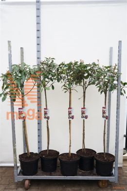 http://twentheplant.nl/tsd/90990_PHFRROBI_s090c10_1.jpg