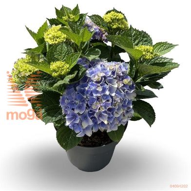 http://twentheplant.nl/tsd/81210_HYMBELA_9C12040060_2.jpg