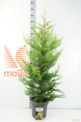 http://twentheplant.nl/tsd/81210_CULCASTL_9C12125150_1.jpg