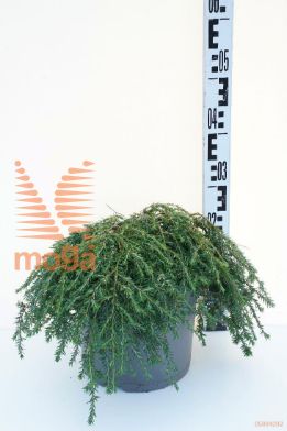 http://twentheplant.nl/tsd/55037_TSCCPROS_8P26030040_1.jpg