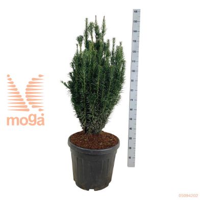 http://twentheplant.nl/tsd/55037_CEHFASTI_9C45080100E_1.jpg